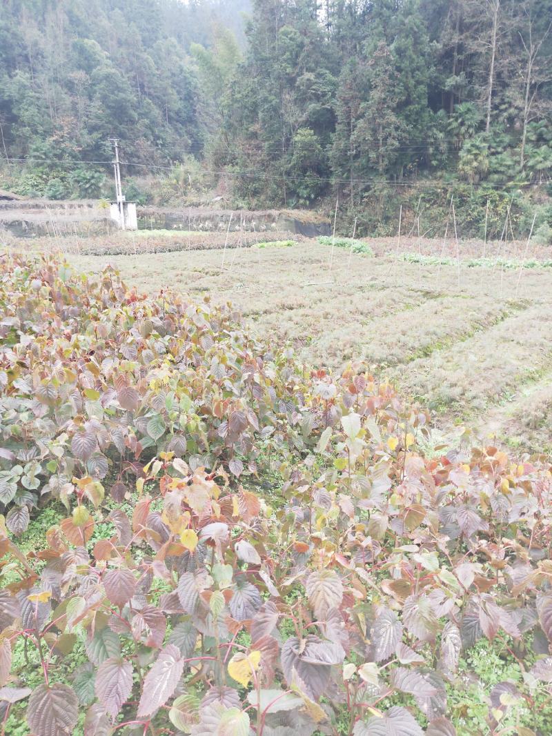 珙桐苗珙桐小苗当年苗20公分到150公分