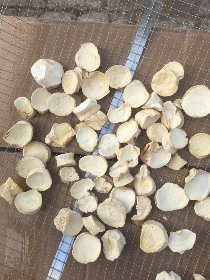 产地园区直供杏鲍菇大中小干片颜色好煲汤佳品