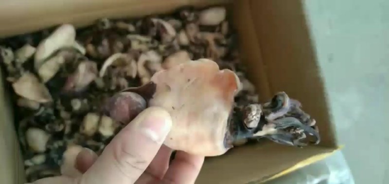 熟晒小鱿鱼！微咸！赶集！展销会！电商热销款