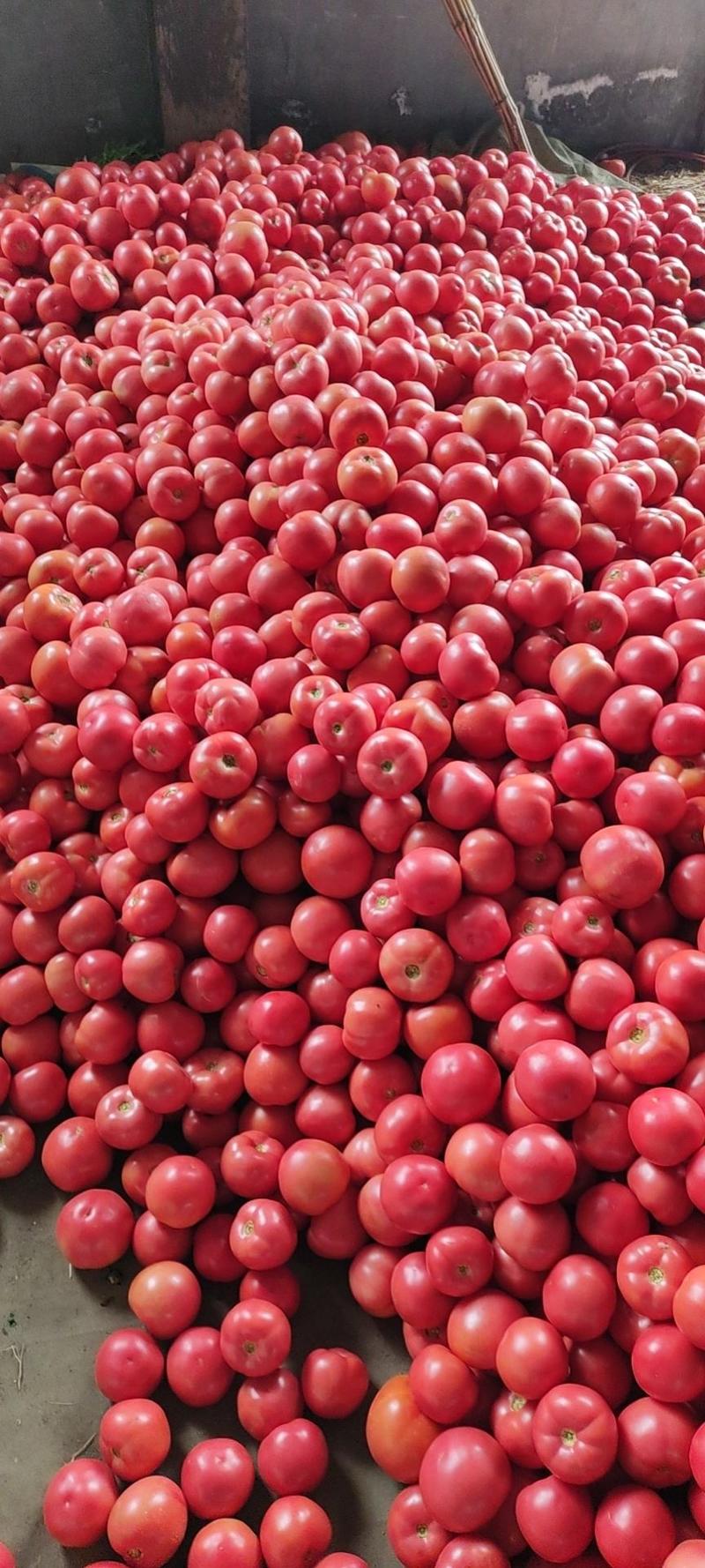 万亩精品西红柿大量上市了，色泽鲜亮口感，货源充足