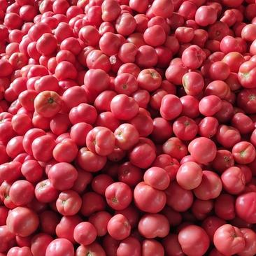 万亩精品西红柿大量上市了，色泽鲜亮口感，货源充足