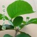 番石榴苗红心芭乐，珍珠番石榴，无籽红宝石番石榴苗，嫁接苗