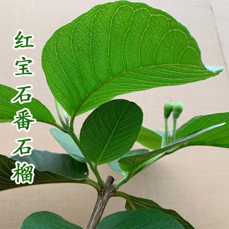番石榴苗红心芭乐，珍珠番石榴，无籽红宝石番石榴苗，嫁接苗
