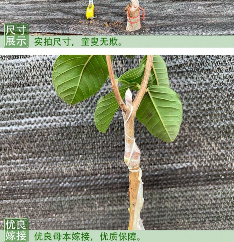 番石榴苗红心芭乐，珍珠番石榴，无籽红宝石番石榴苗，嫁接苗