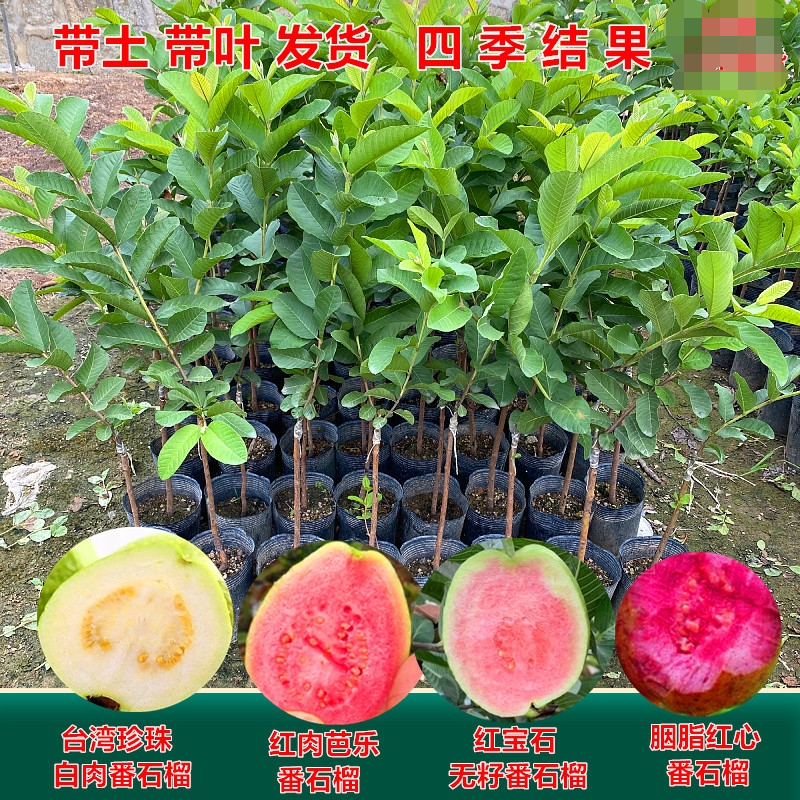 番石榴苗红心芭乐，珍珠番石榴，无籽红宝石番石榴苗，嫁接苗