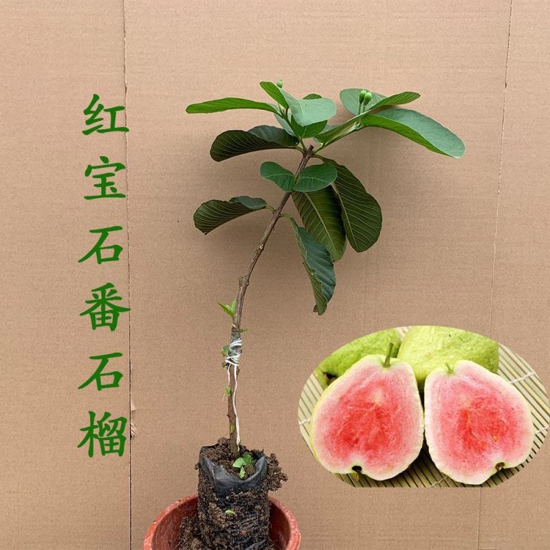 番石榴苗红心芭乐，珍珠番石榴，无籽红宝石番石榴苗，嫁接苗