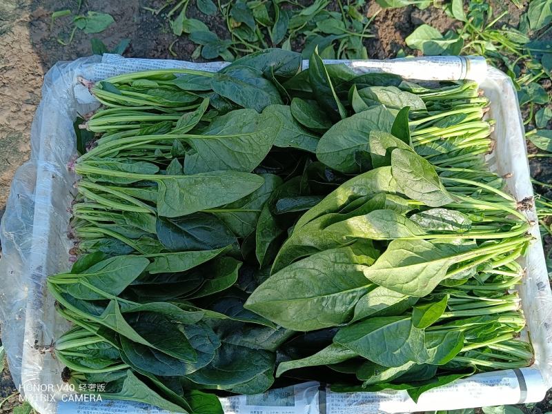 山东菠菜产地大量批发质量保证可视频实地看货质量保证