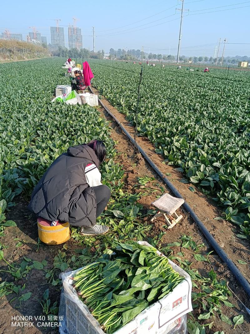 山东菠菜产地大量批发质量保证可视频实地看货质量保证