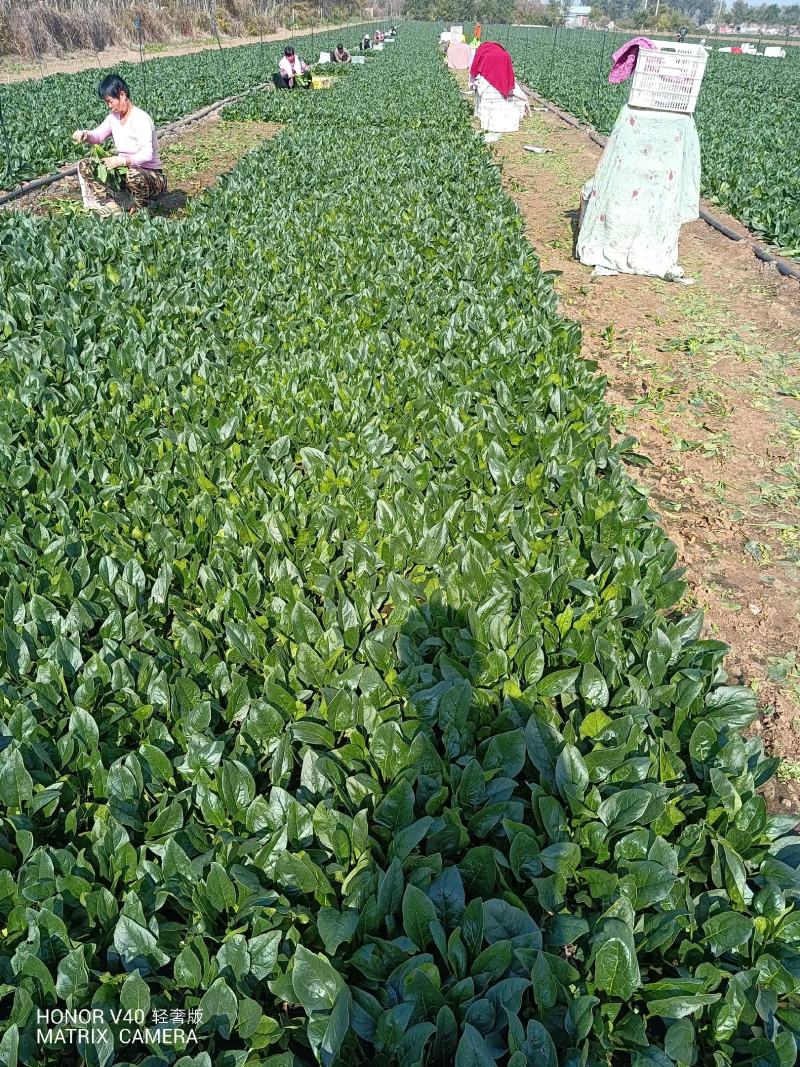 山东菠菜产地大量批发质量保证可视频实地看货质量保证