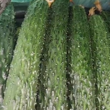 大量上市黄瓜，西葫芦