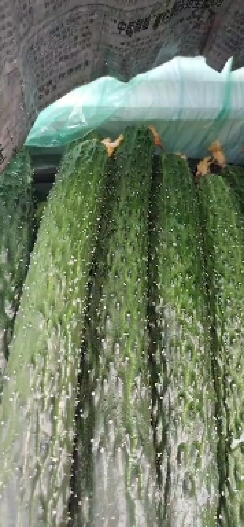 大量上市黄瓜，西葫芦
