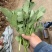 油菜苔，青油菜，长度15厘米以下精品长度20至30厘米。