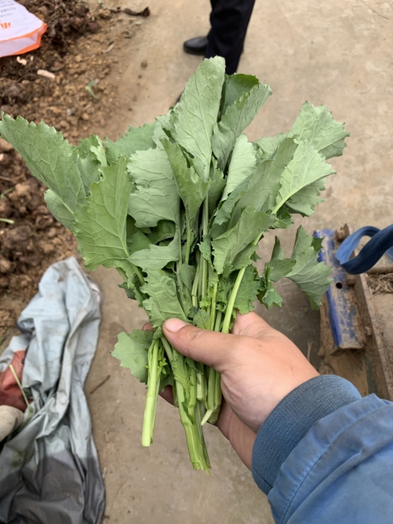 油菜苔，青油菜，长度15厘米以下精品长度20至30厘米。