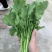 油菜苔，青油菜，长度15厘米以下精品长度20至30厘米。