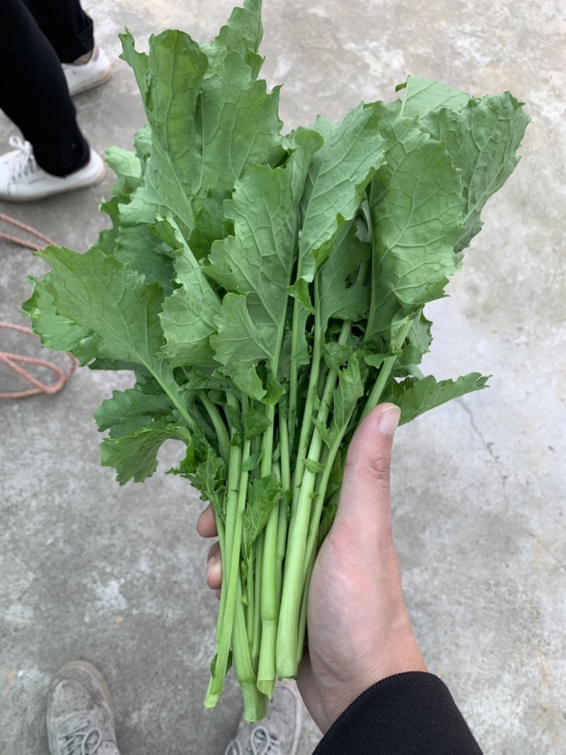 油菜苔，青油菜，长度15厘米以下精品长度20至30厘米。
