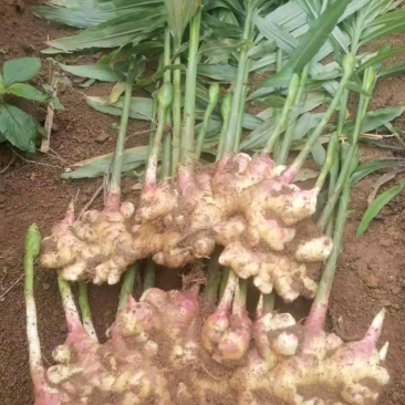 广西贺州生姜