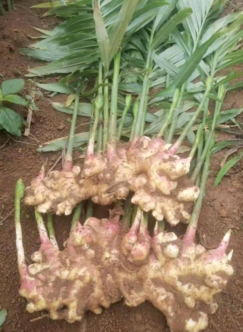 广西贺州生姜