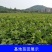 番石榴苗红心芭乐，珍珠番石榴，无籽红宝石番石榴苗，嫁接苗