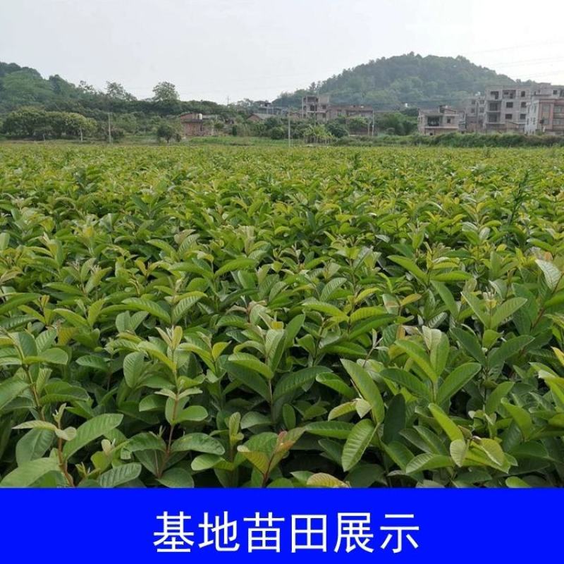 番石榴苗红心芭乐，珍珠番石榴，无籽红宝石番石榴苗，嫁接苗
