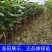 番石榴苗红心芭乐，珍珠番石榴，无籽红宝石番石榴苗，嫁接苗