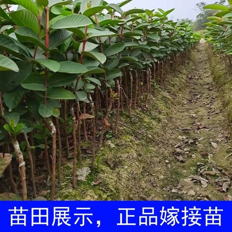 番石榴苗红心芭乐，珍珠番石榴，无籽红宝石番石榴苗，嫁接苗