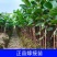 番石榴苗红心芭乐，珍珠番石榴，无籽红宝石番石榴苗，嫁接苗