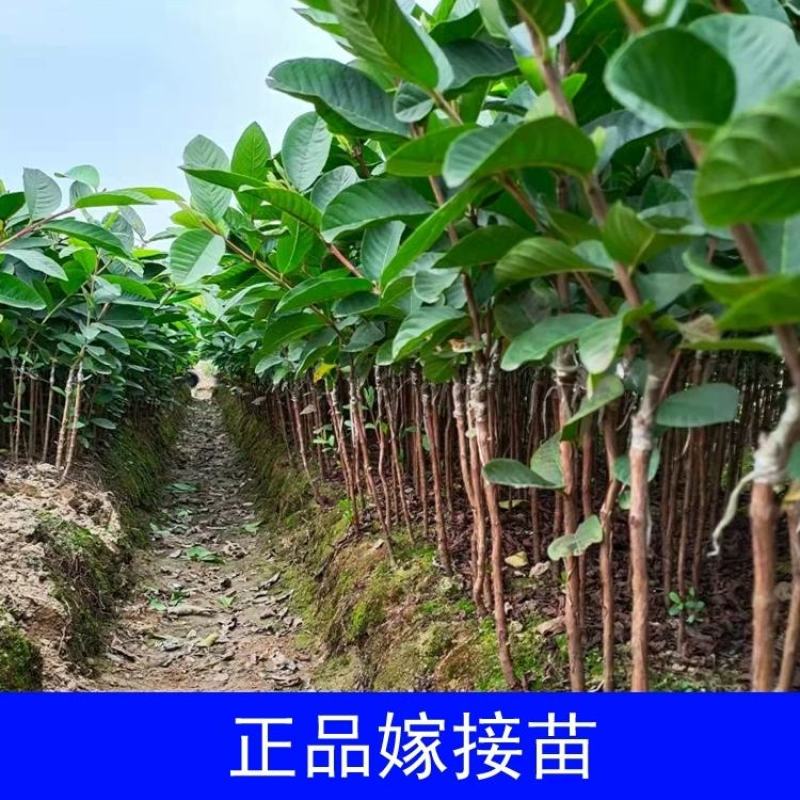番石榴苗红心芭乐，珍珠番石榴，无籽红宝石番石榴苗，嫁接苗