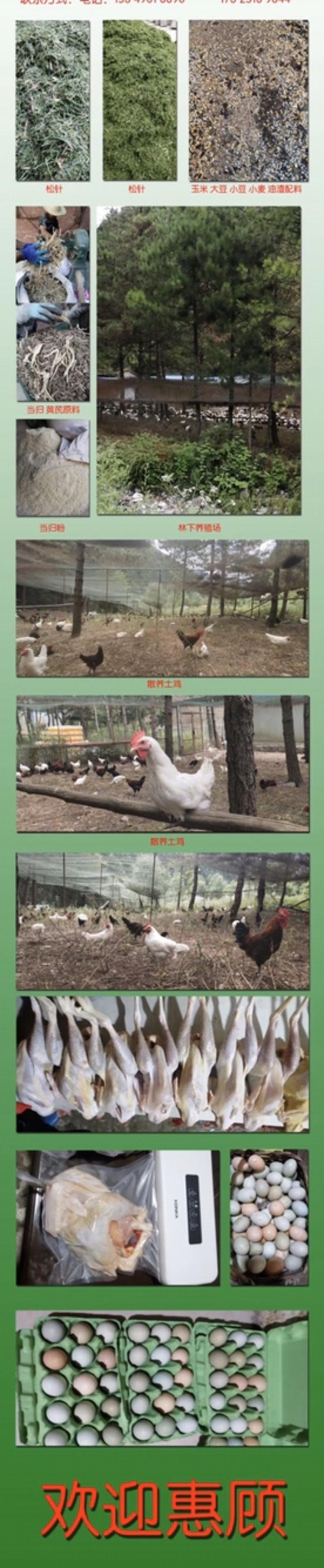 林下散养土鸡，绿壳蛋数量有限，鸡场封闭消毒屠宰！