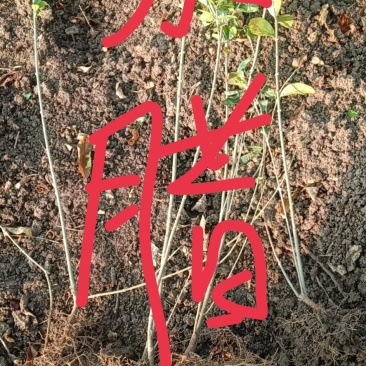 苗圃大量供应绿化绿篱单棵苗，水腊