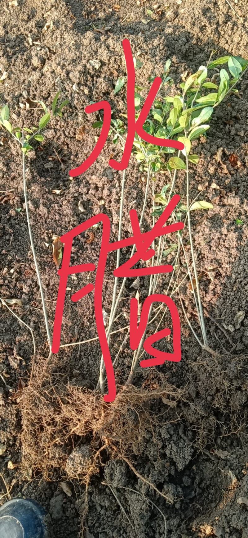 苗圃大量供应绿化绿篱单棵苗，水腊