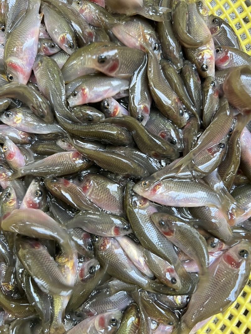 鲤鱼苗，稻田禾花鲤鱼苗，场地直供质量保证！养殖周期短！