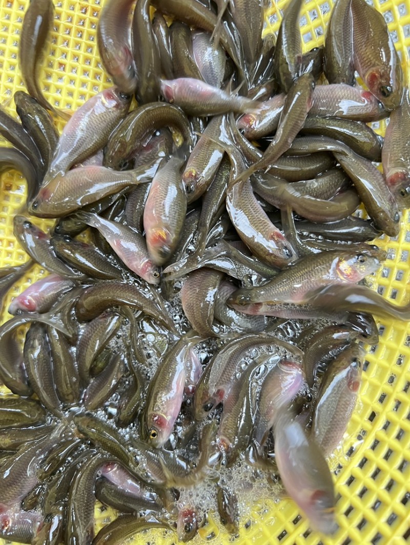 鲤鱼苗，稻田禾花鲤鱼苗，场地直供质量保证！养殖周期短！
