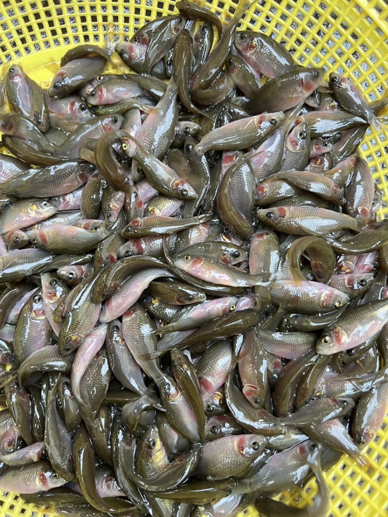 鲤鱼苗，稻田禾花鲤鱼苗，场地直供质量保证！养殖周期短！