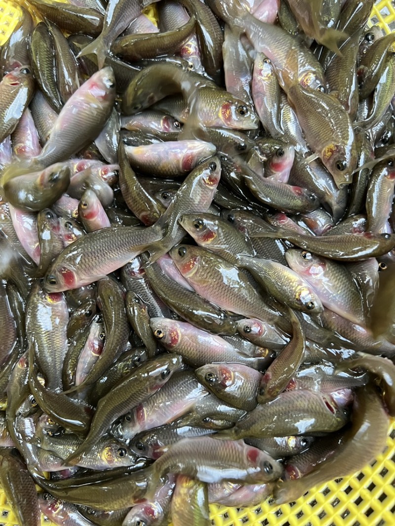 鲤鱼苗，稻田禾花鲤鱼苗，场地直供质量保证！养殖周期短！