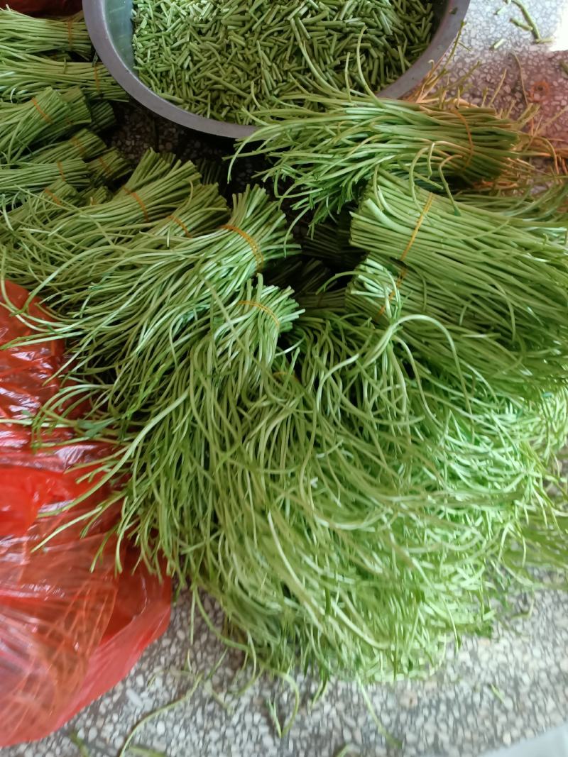黎蒿，青芦蒿，白芦蒿，量大价优，欢迎来电咨询