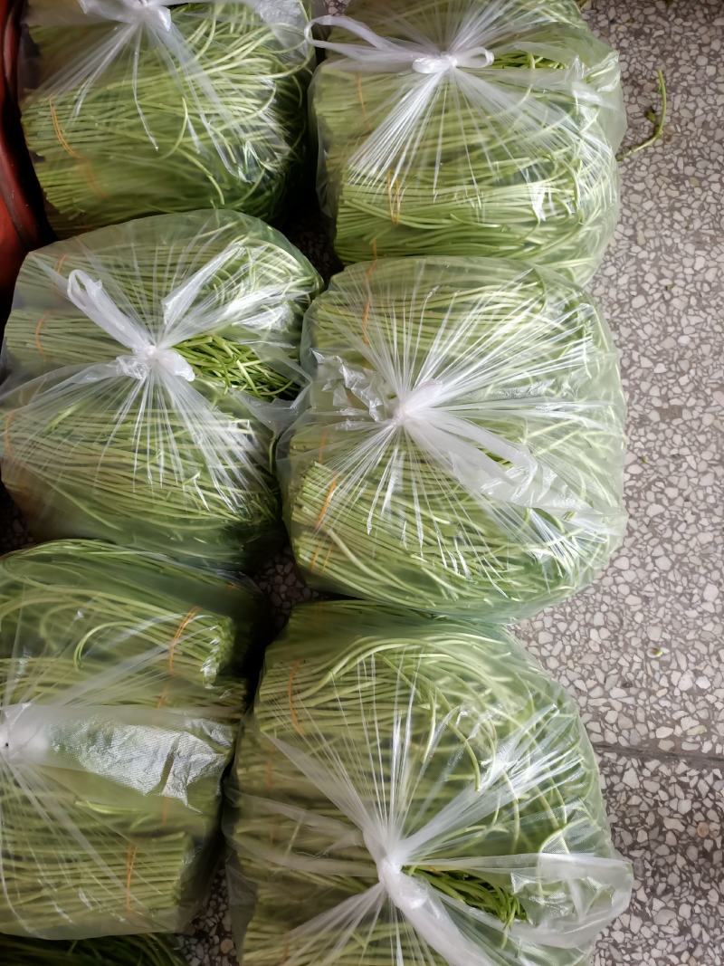 黎蒿，青芦蒿，白芦蒿，量大价优，欢迎来电咨询