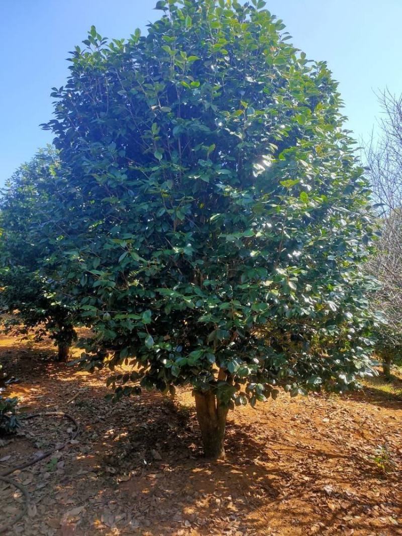 供美人茶茶花冠幅60-250公分