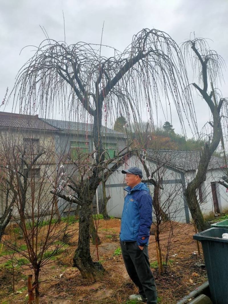 供垂枝梅垂梅，垂枝龙梅10-22公分