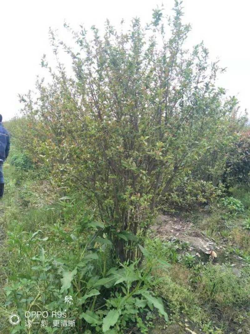 供丛生花石榴丛生腊梅150-250