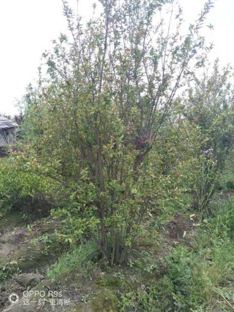 供丛生花石榴丛生腊梅150-250