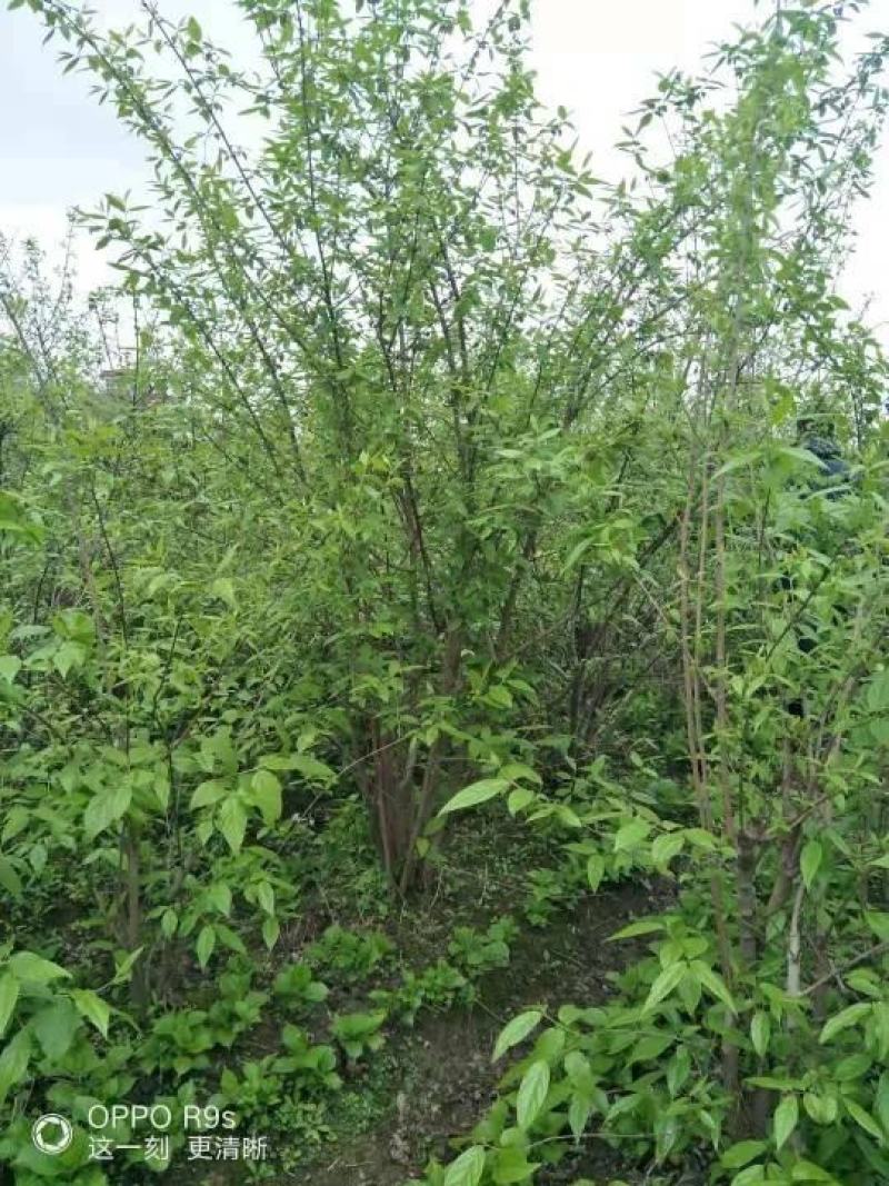 供丛生花石榴丛生腊梅150-250