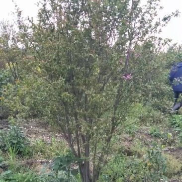 供丛生花石榴丛生腊梅150-250