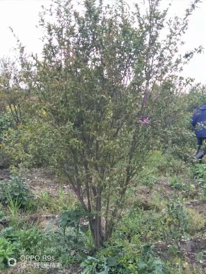 供丛生花石榴丛生腊梅150-250