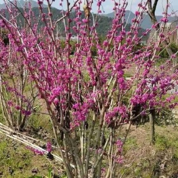 丛生紫荆冠幅150-250公分供应