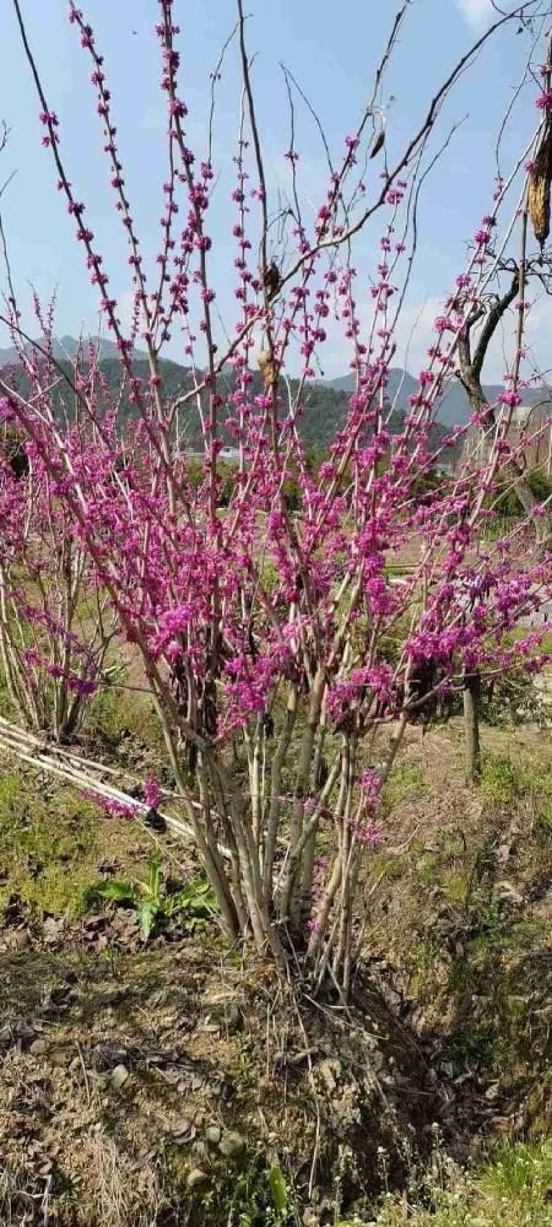 丛生紫荆冠幅150-250公分供应