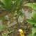 白花牛奶根苗