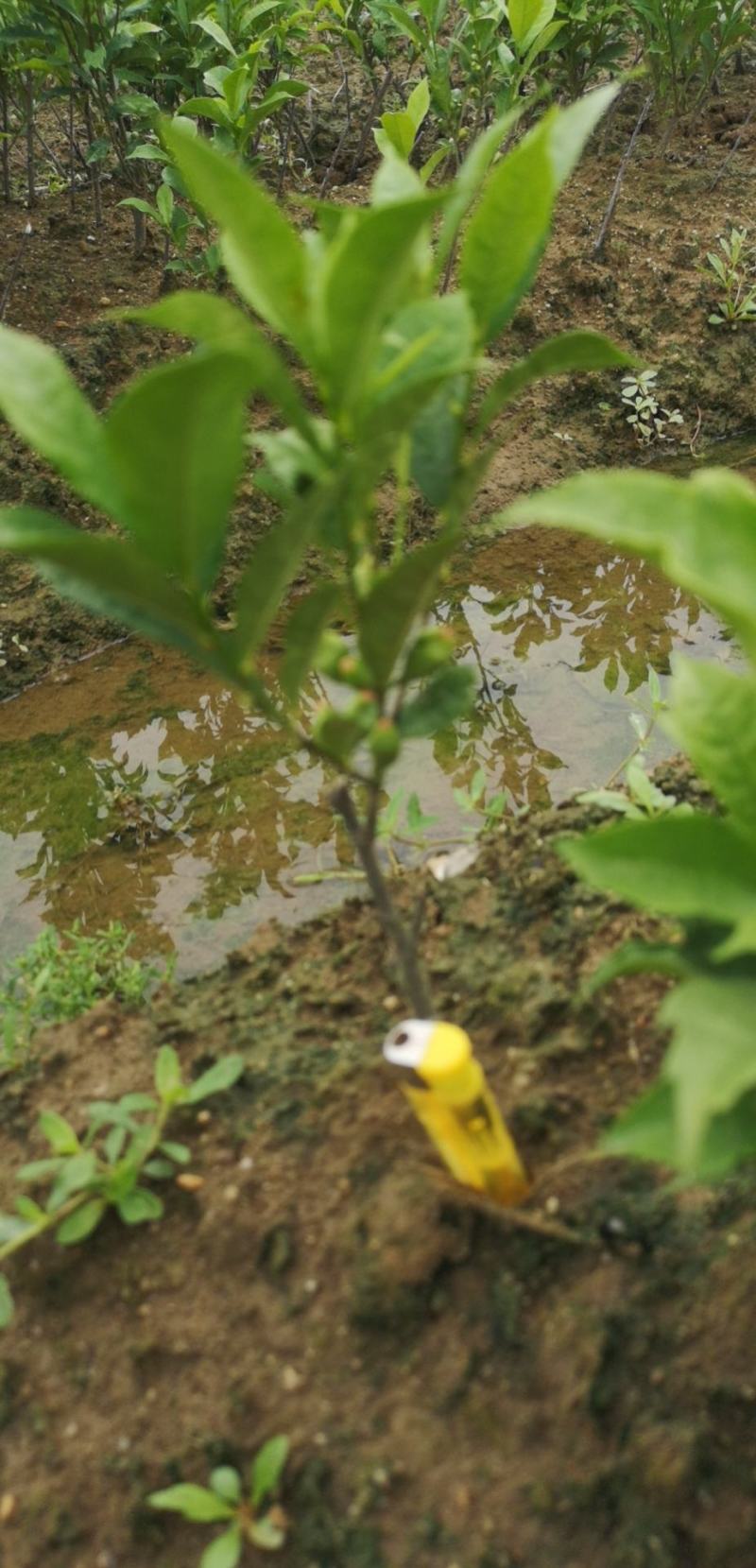 白花牛奶根苗