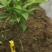 白花牛奶根苗