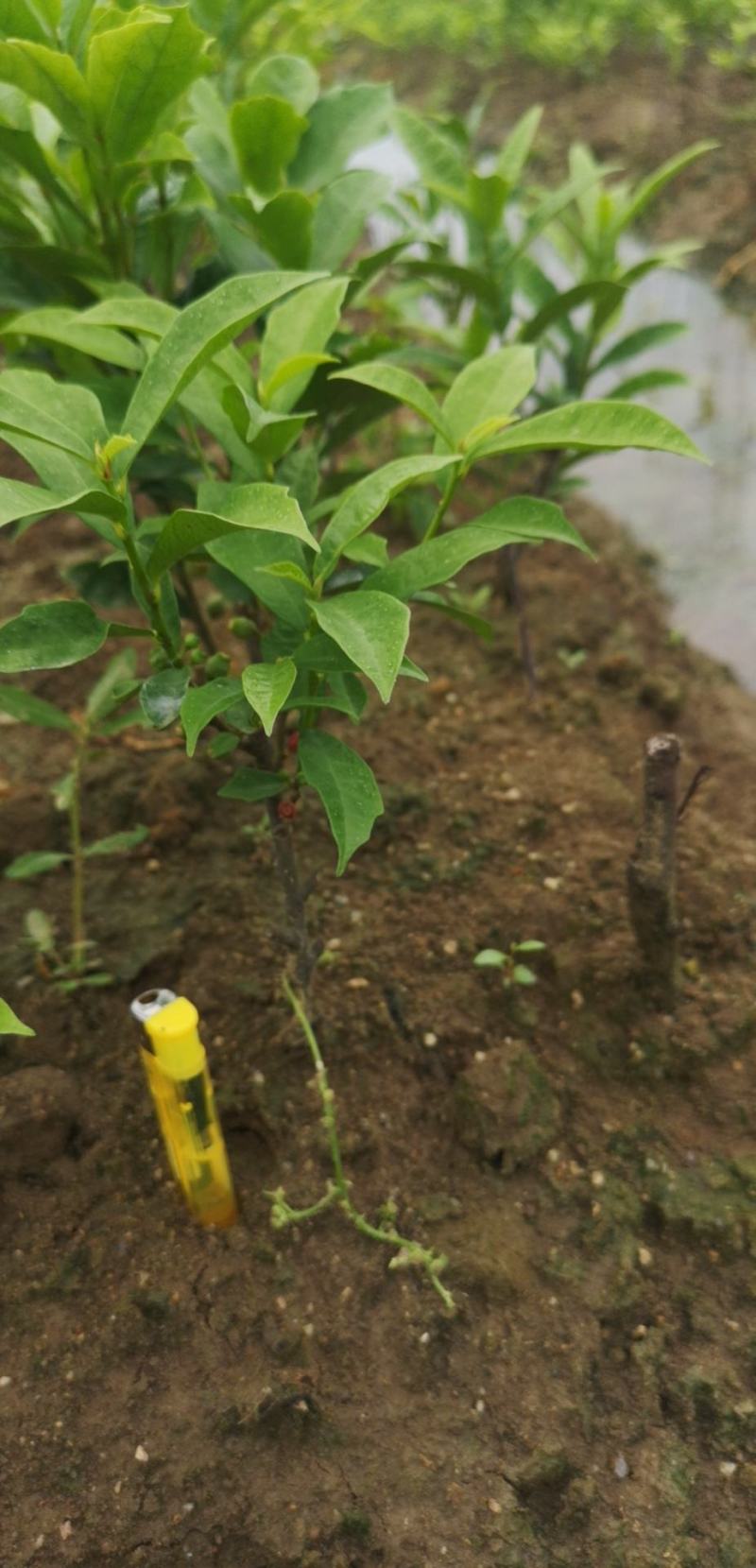 白花牛奶根苗