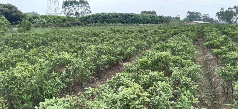 白花牛奶根苗